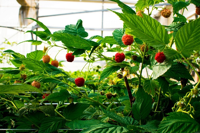 Elite Agro الإماراتية ترفع استثماراتها في الفواكه الحمراء بالمغرب إلى 1.3 مليار درهم