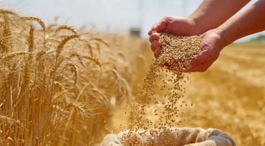 القمح المغربي بين وفرة المحصول ومشكل الجودة.. المطاحن تحذر من نقص البروتين في دقيق الخبز