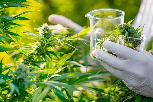القنب الهندي العلاجي في المغرب.. 140 منتجاً مرخصاً و600 نقطة بيع تفتح مرحلة جديدة.