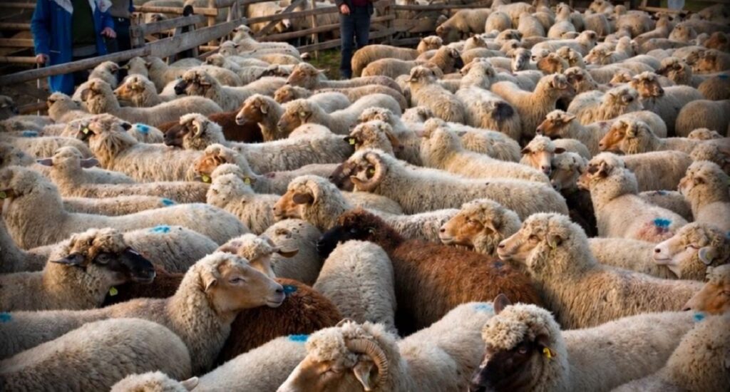 الأغنام الرومانية إلى المغرب بعد إعدام 19 ألف رأس وموافقة الاتحاد الأوروبي على خطة التلقيح